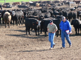 Feedlot Consulting